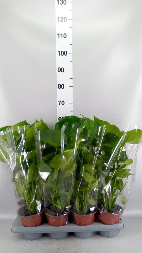 Горшечные цветы и растения оптом Monstera Delic. от 8шт из Голландии с доставкой по России Горшечные цветы и растения оптом Monstera Delic. от 8шт из Голландии с доставкой по России