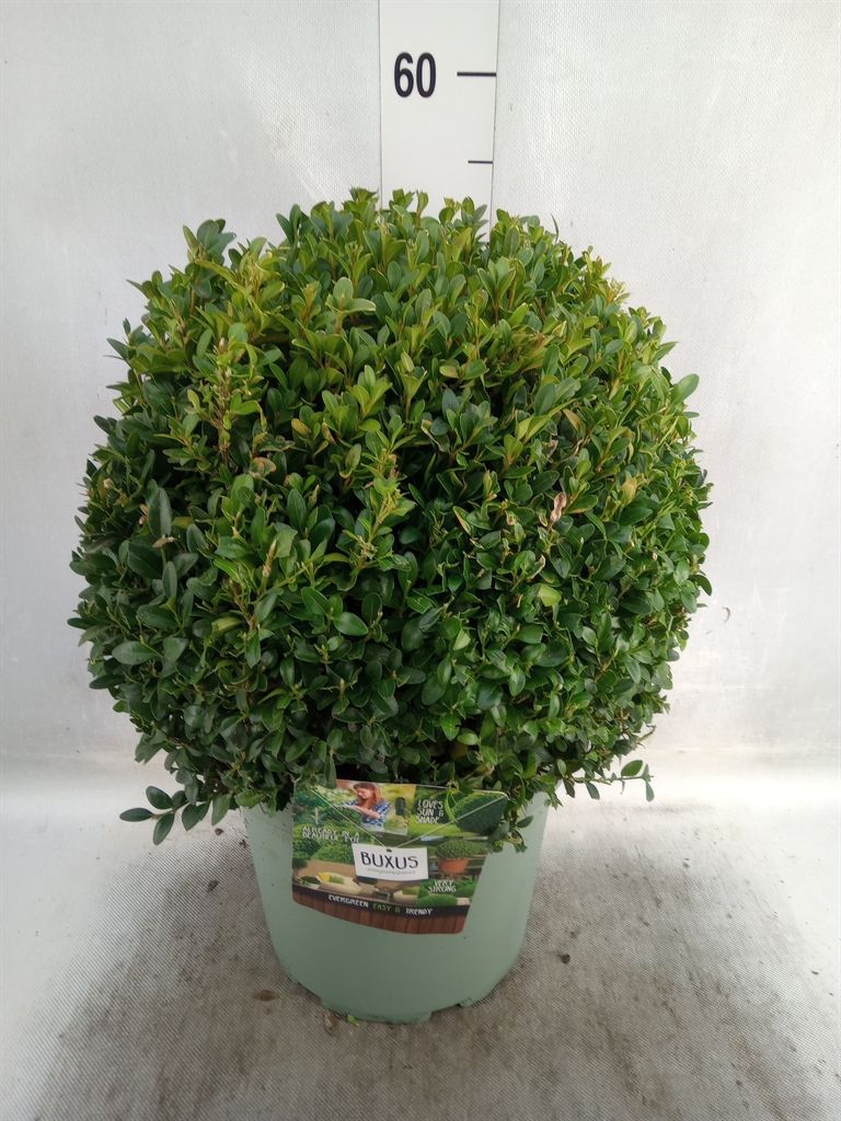 Горшечные цветы и растения оптом Buxus Sempervirens Spiral от 1шт из Голландии с доставкой по России