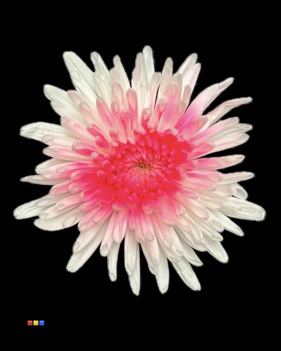 Срезанные цветы оптом Chrys bl paint anastasia white + pink neon от 60шт из Голландии с доставкой по России