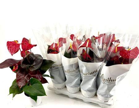 Горшечные цветы и растения оптом Anthu A Coral Champi 5-6 Bloemen+ от 8шт из Голландии с доставкой по России