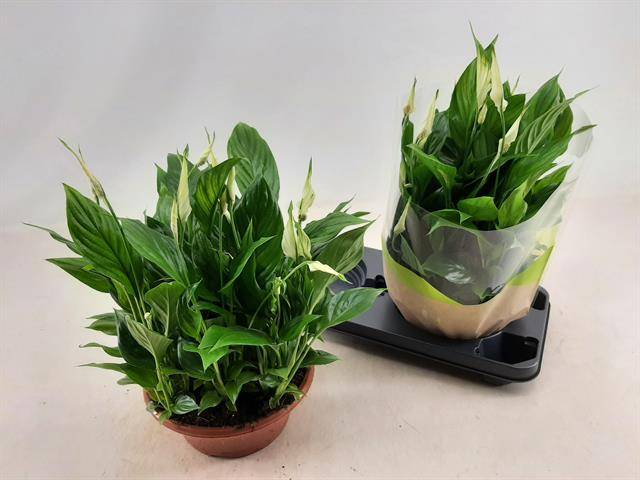 Горшечные цветы и растения оптом Spath Bellini от 2шт из Голландии с доставкой по России