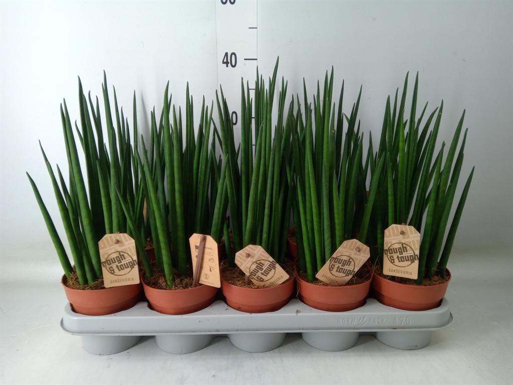 Горшечные цветы и растения оптом Sansevieria Bacularis от 10шт из Голландии с доставкой по России