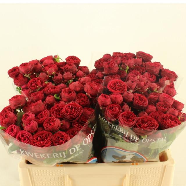 Срезанные цветы оптом Rosa spray maroon от 50шт из Голландии с доставкой по России