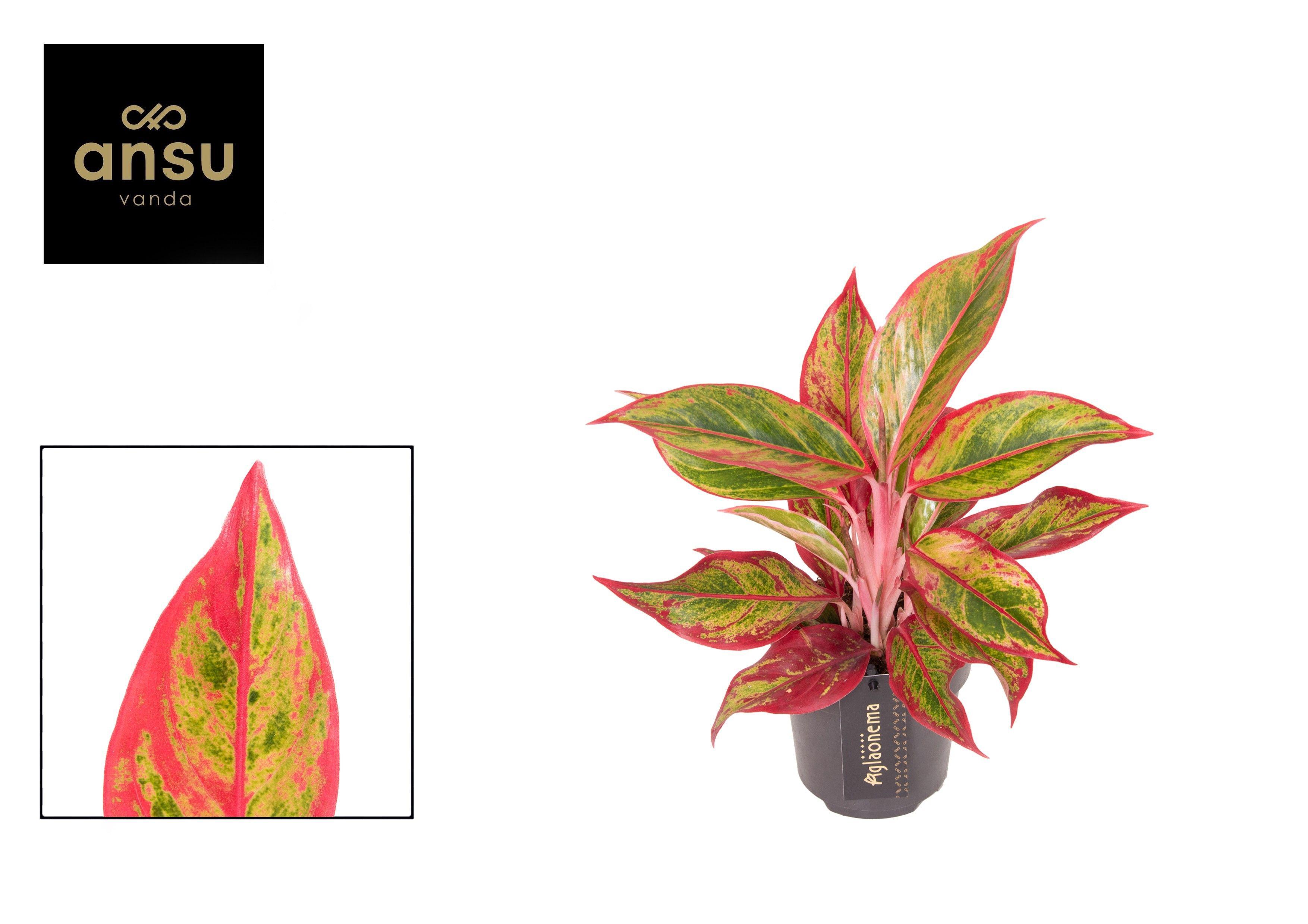 Горшечные цветы и растения оптом Aglaonema Jungle Lava от 6шт из Голландии с доставкой по России