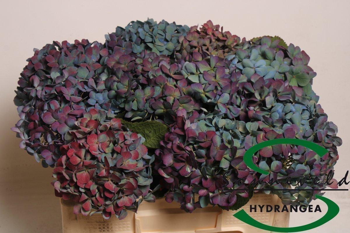 Срезанные цветы оптом Hydrangea pimpernel classic от 10шт из Голландии с доставкой по России