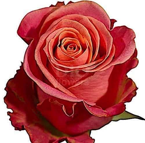 Розы оптом HERMOSA из Эквадора с доставкой по России