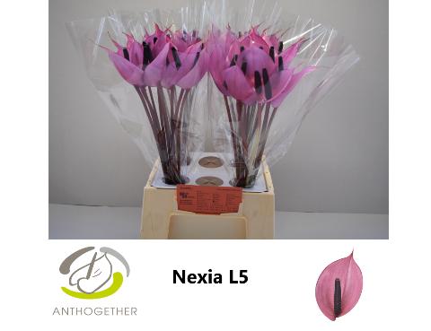 Срезанные цветы оптом Anthurium nexia от 40шт из Голландии с доставкой по России