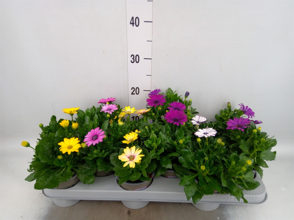 Горшечные цветы и растения оптом Osteospermum   ...mix от 12шт из Голландии с доставкой по России