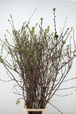 Срезанные цветы оптом Prunus от 20шт из Голландии с доставкой по России