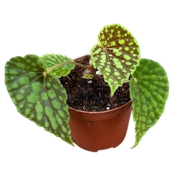 Горшечные цветы и растения оптом Begonia Chlorosticta от 1шт (для телеги) из Голландии с доставкой по России