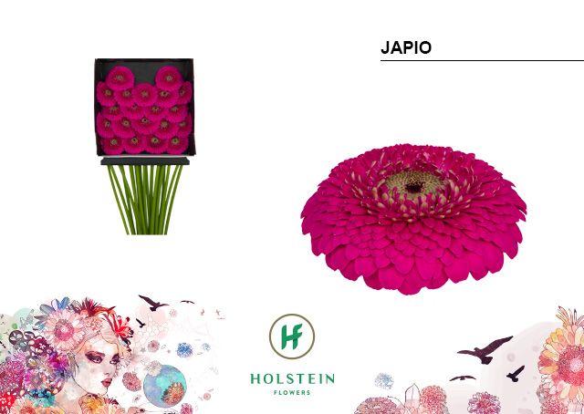 Срезанные цветы оптом Germini diamond gerponi japio от 20шт из Голландии с доставкой по России