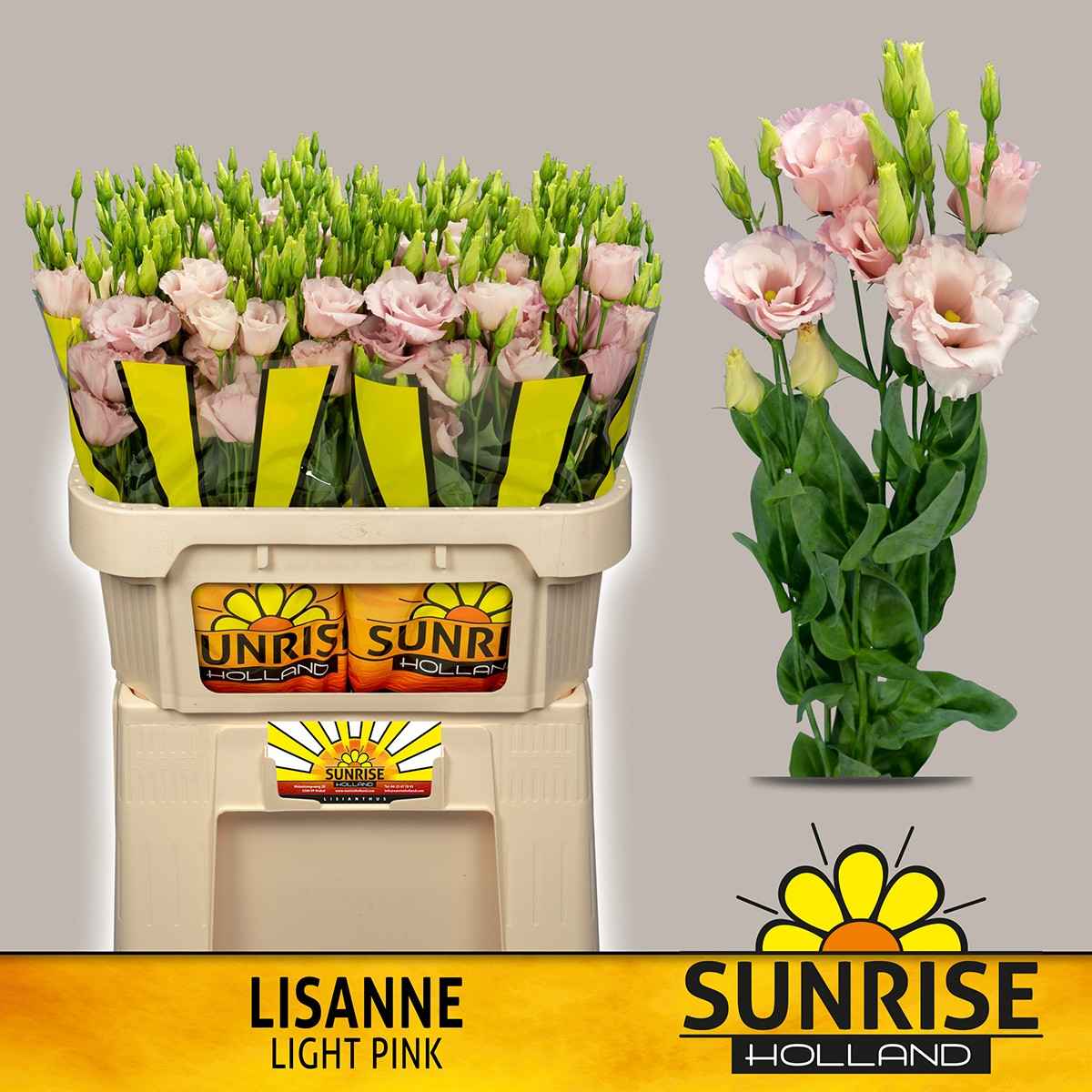 Срезанные цветы оптом Lisianthus do lisanne light pink от 40шт из Голландии с доставкой по России