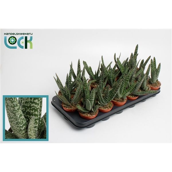 Горшечные цветы и растения оптом Gasteria Limifolia от 12шт из Голландии с доставкой по России