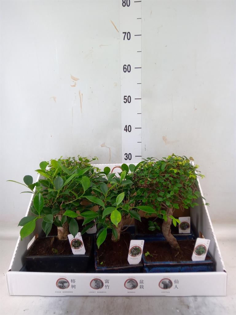 Горшечные цветы и растения оптом Bonsai   ...mix от 5шт из Голландии с доставкой по России