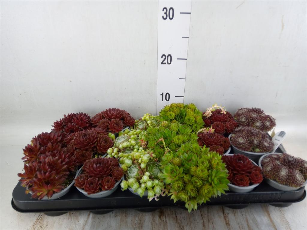 Горшечные цветы и растения оптом Sempervivum   ...mix от 18шт (для телеги) из Голландии с доставкой по России