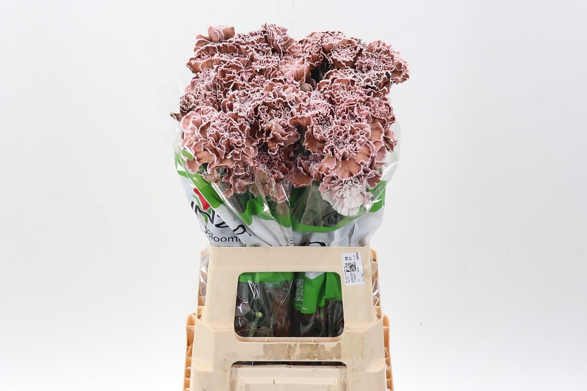 Срезанные цветы оптом Dianthus st paint brownies от 80шт из Голландии с доставкой по России