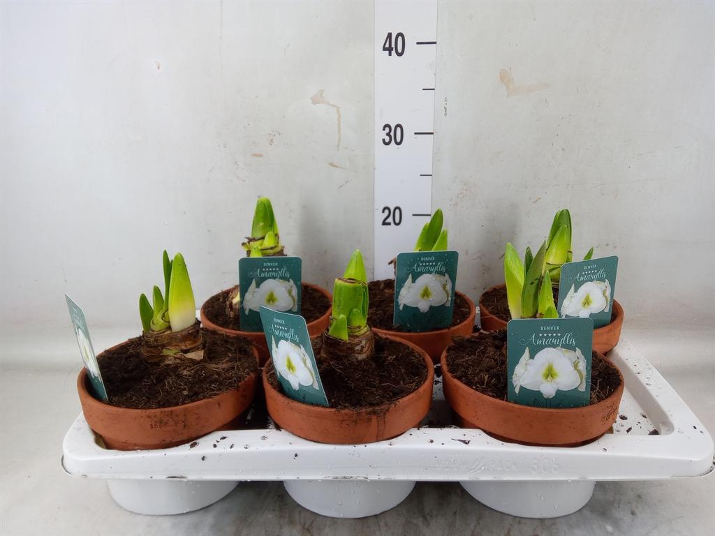 Горшечные цветы и растения оптом Hippeastrum   ... от 6шт из Голландии с доставкой по России