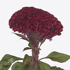 Срезанные цветы оптом Celosia indian summerburgundy от 20шт из Голландии с доставкой по России