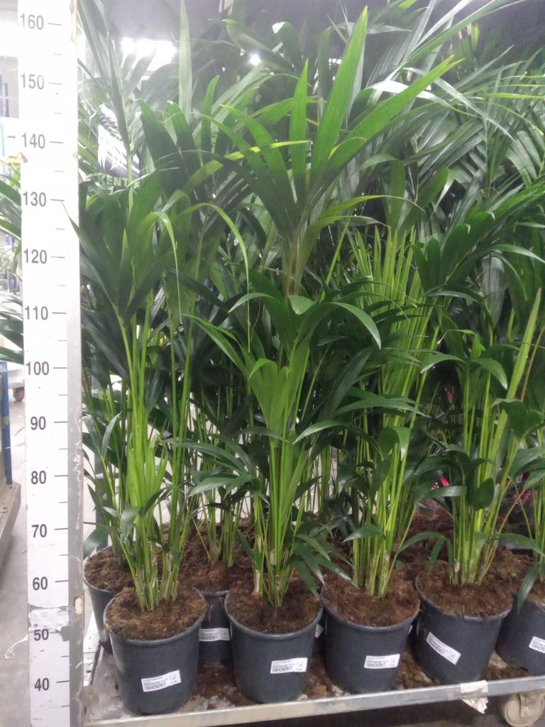 Горшечные цветы и растения оптом Howea Forsteriana 4+ от 1шт из Голландии с доставкой по России