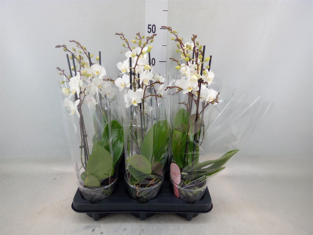 Горшечные цветы и растения оптом Phalaenopsis Multi.   ...white от 6шт из Голландии с доставкой по России