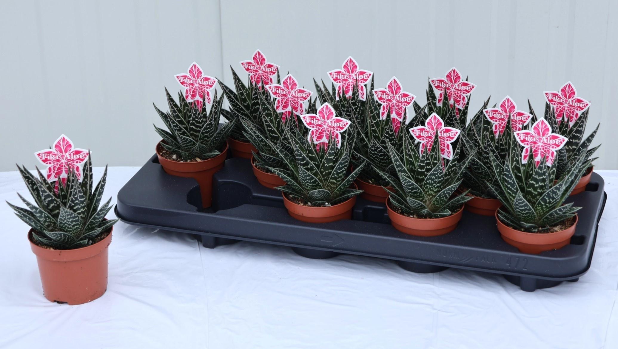 Горшечные цветы и растения оптом Aloe Tiki Tahi от 12шт (для телеги) из Голландии с доставкой по России