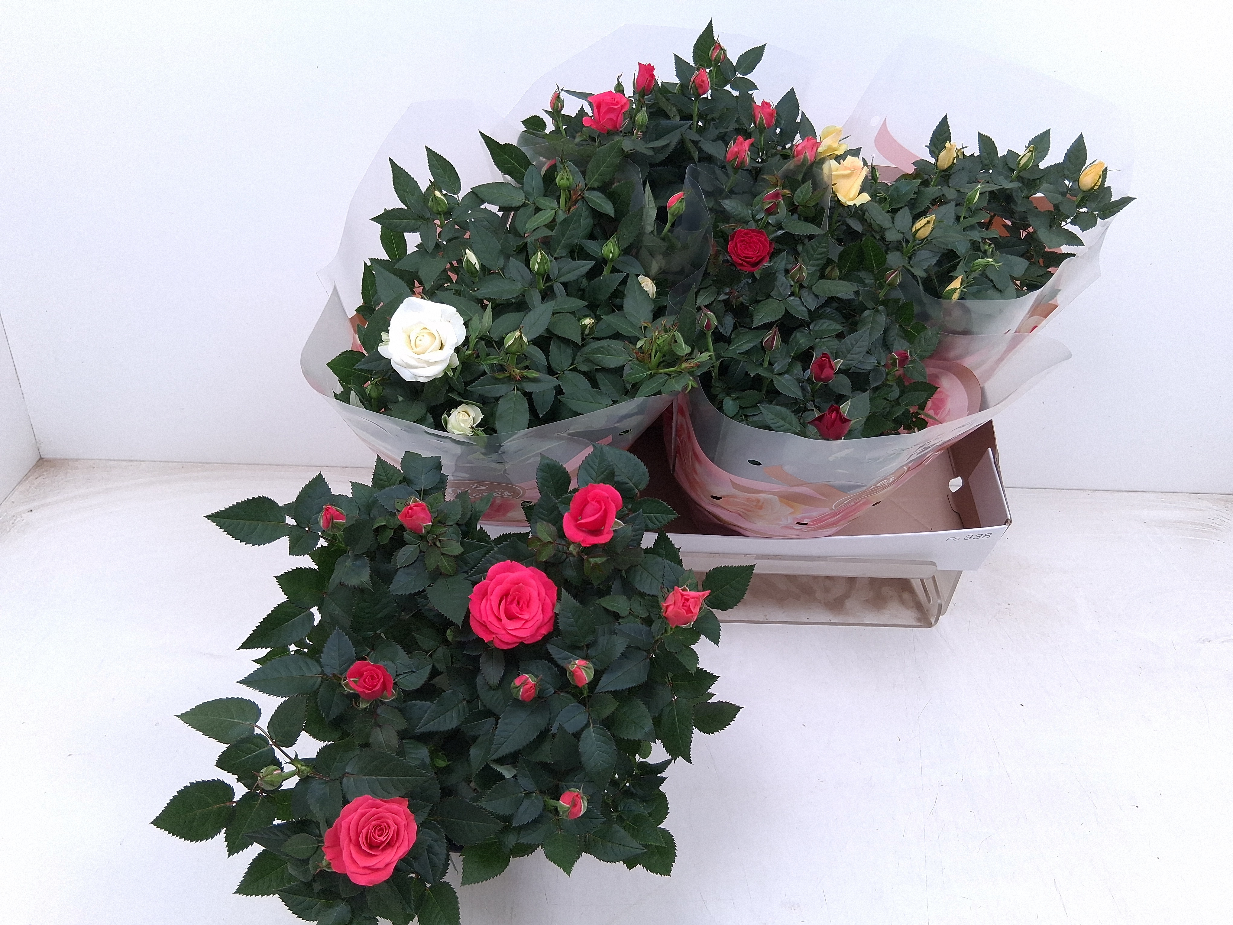 Горшечные цветы и растения оптом Ro Fav Ro Gem 4 Srt от 4шт из Голландии с доставкой по России