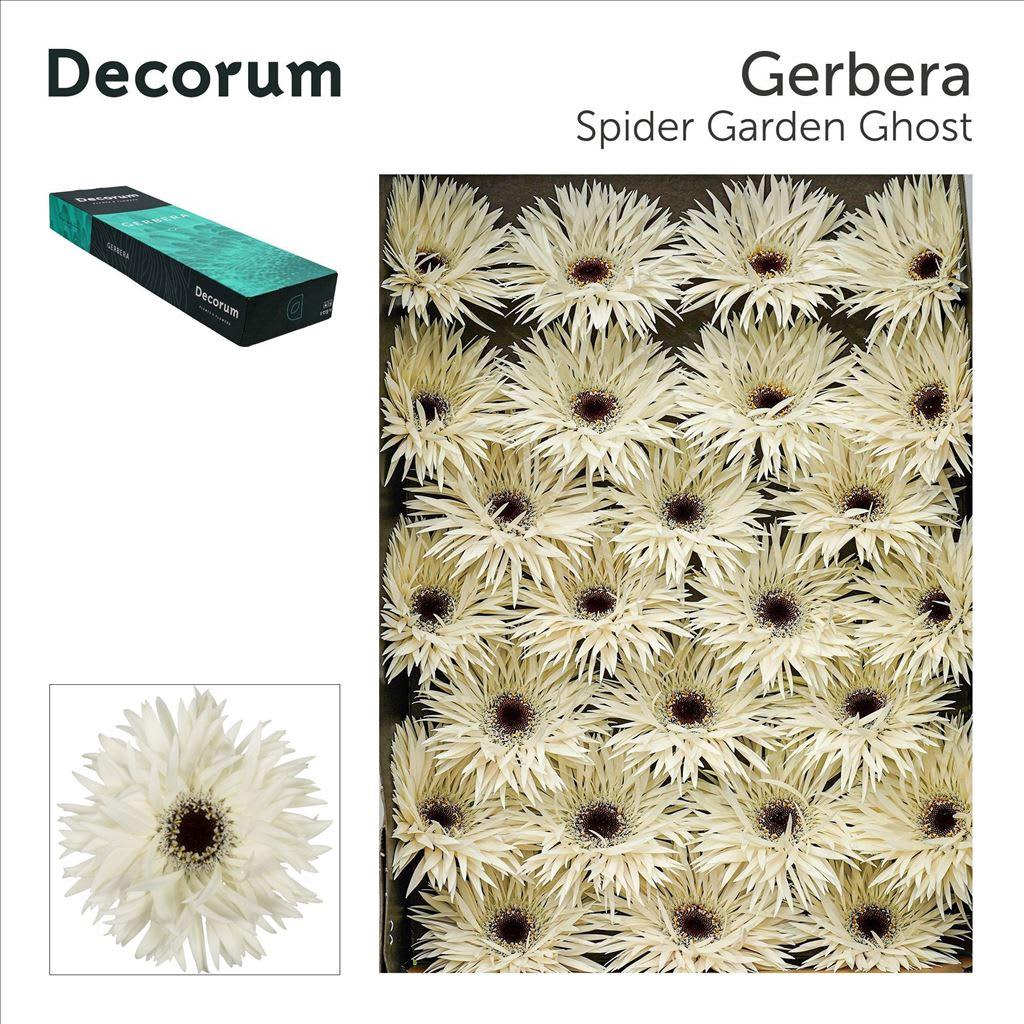 Срезанные цветы оптом Gerbera garden ghost от 50шт из Голландии с доставкой по России