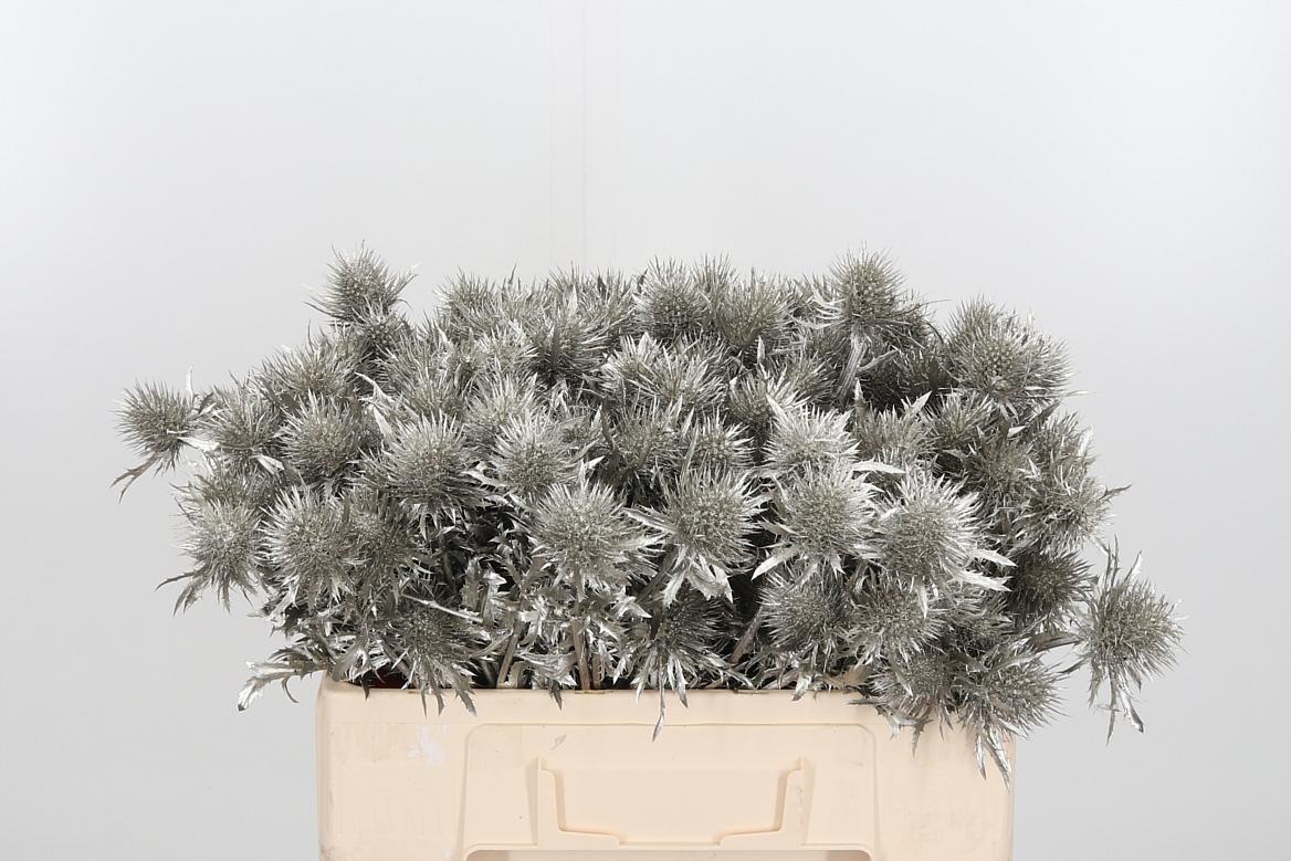 Срезанные цветы оптом Eryngium supernova paint platinum от 40шт из Голландии с доставкой по России