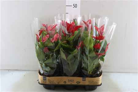 Горшечные цветы и растения оптом Anthu An Banderola Lava 5+ от 6шт из Голландии с доставкой по России