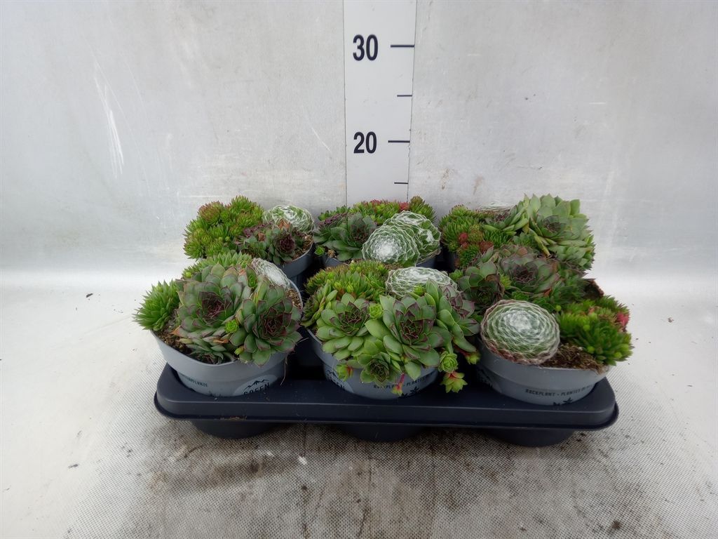 Горшечные цветы и растения оптом Sempervivum   ... от 6шт из Голландии с доставкой по России