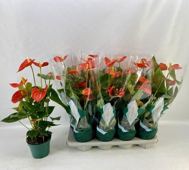 Горшечные цветы и растения оптом Anthu An Florida от 8шт из Голландии с доставкой по России