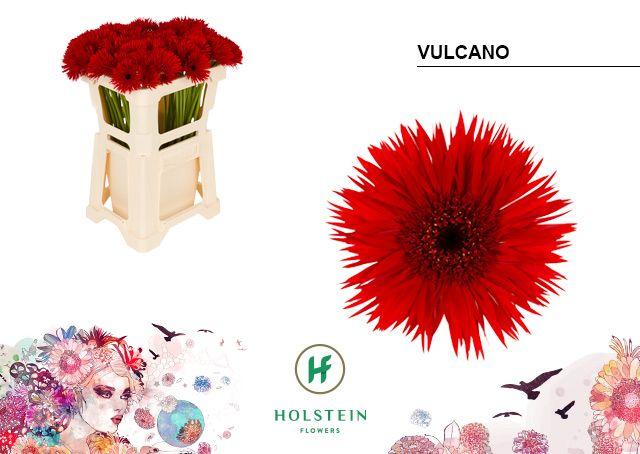 Срезанные цветы оптом Germini gerspider vulcano от 80шт из Голландии с доставкой по России