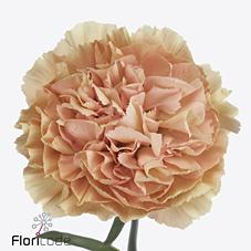 Срезанные цветы оптом Dianthus st apple jack от 80шт из Голландии с доставкой по России