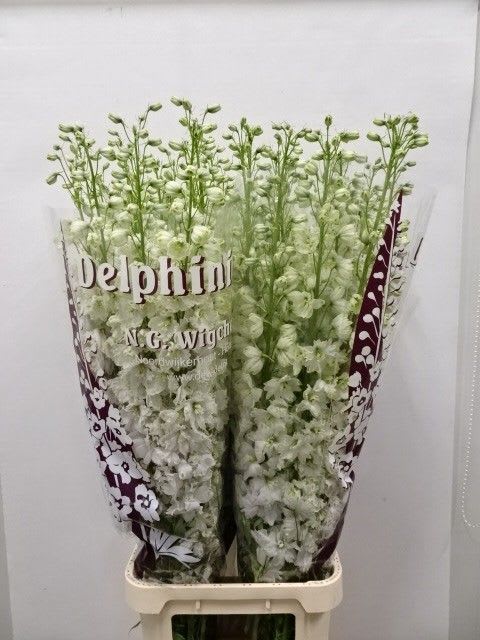 Срезанные цветы оптом Delphinium do el dewi impressive white от 30шт. из Голландии с доставкой по России