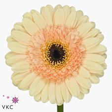 Срезанные цветы оптом Germini diamond cafe от 80шт из Голландии с доставкой по России