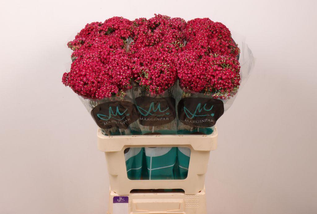 Срезанные цветы оптом Achillea neonglow ember от 60шт из Голландии с доставкой по России