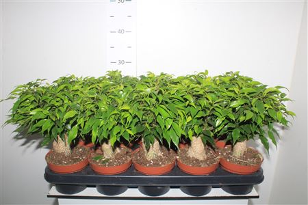 Горшечные цветы и растения оптом Fic Be Green Kinky Jute от 10шт из Голландии с доставкой по России