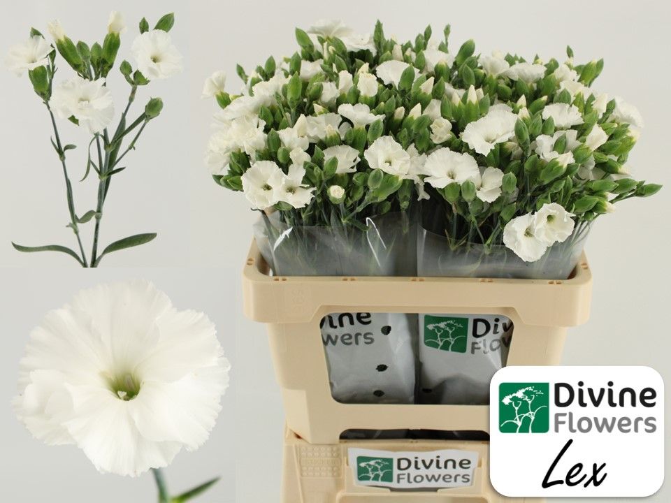 Срезанные цветы оптом Dianthus sp solomio lex от 60шт из Голландии с доставкой по России