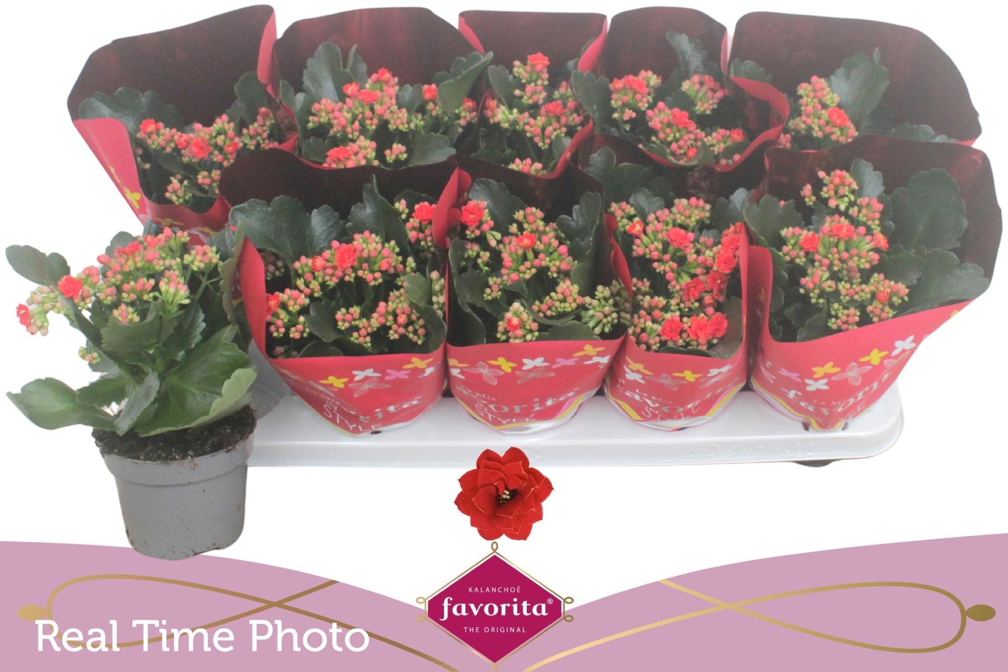 Горшечные цветы и растения оптом Kal Ge Perfecta Red от 10шт из Голландии с доставкой по России