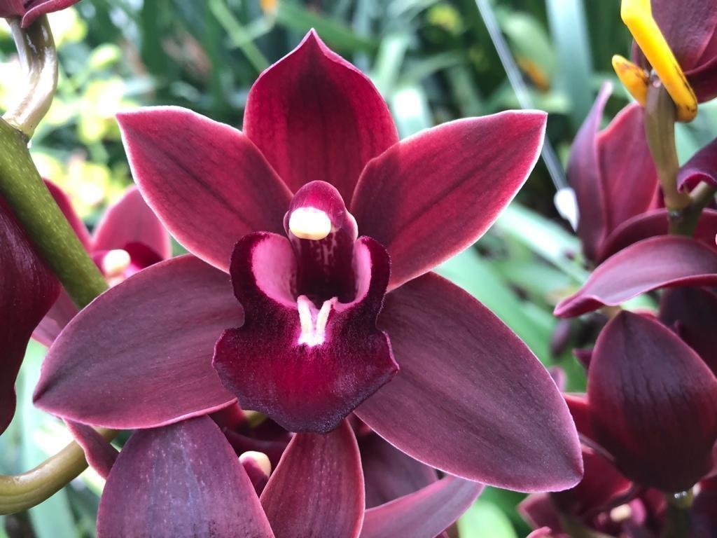 Срезанные цветы оптом Minicymbidium red velvet от 10шт из Голландии с доставкой по России