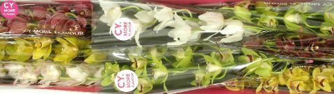 Срезанные цветы оптом Minicymbidium mix от 8шт. из Голландии с доставкой по России