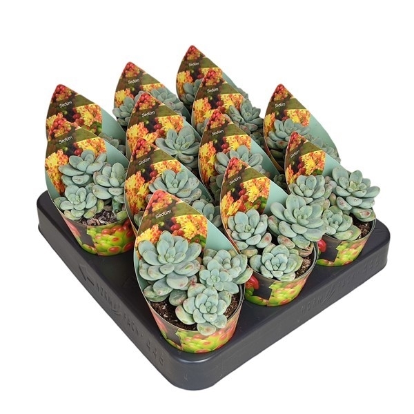 Горшечные цветы и растения оптом Sedum Clavatum- Pot Ø 6,5 With Potcover (succulent от 12шт из Голландии с доставкой по России