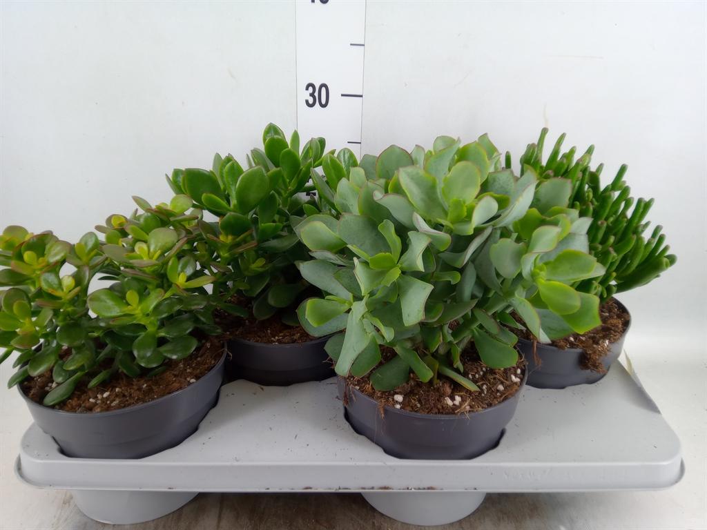 Горшечные цветы и растения оптом Crassula   ...mix от 4шт из Голландии с доставкой по России