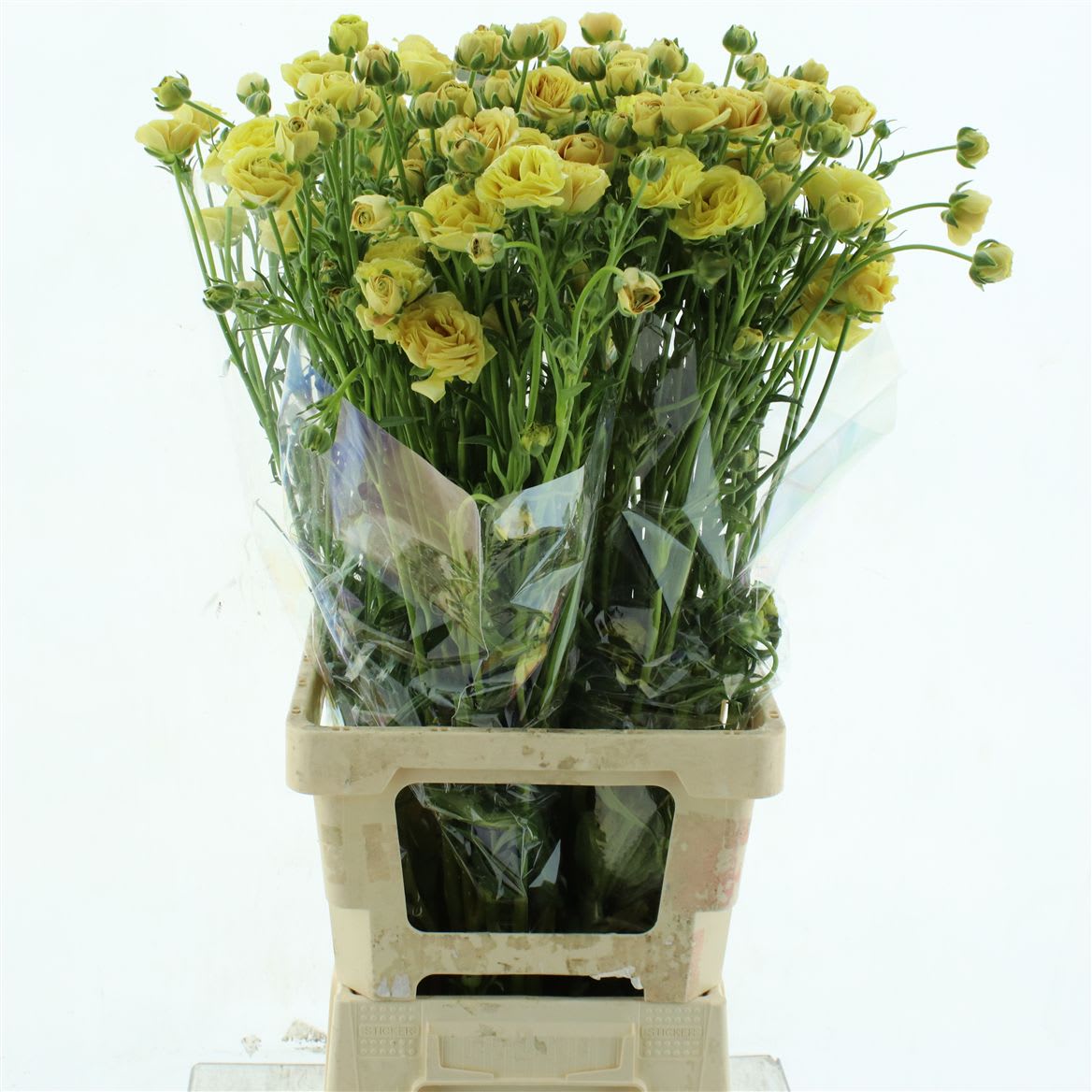 Срезанные цветы оптом Ranunculus natura moderna miele от 40шт из Голландии с доставкой по России