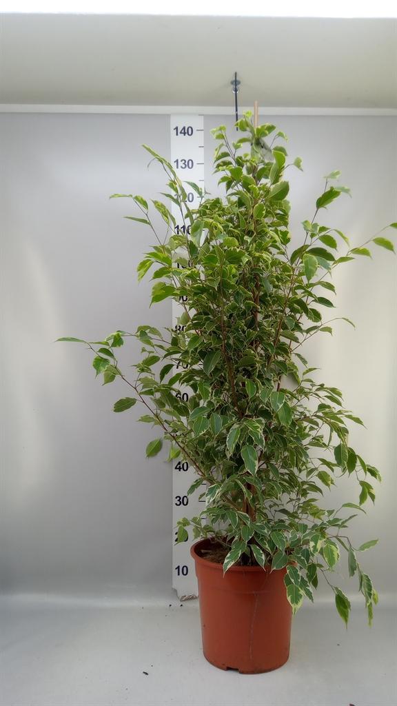 Горшечные цветы и растения оптом Ficus Be Golden King от 1шт из Голландии с доставкой по России
