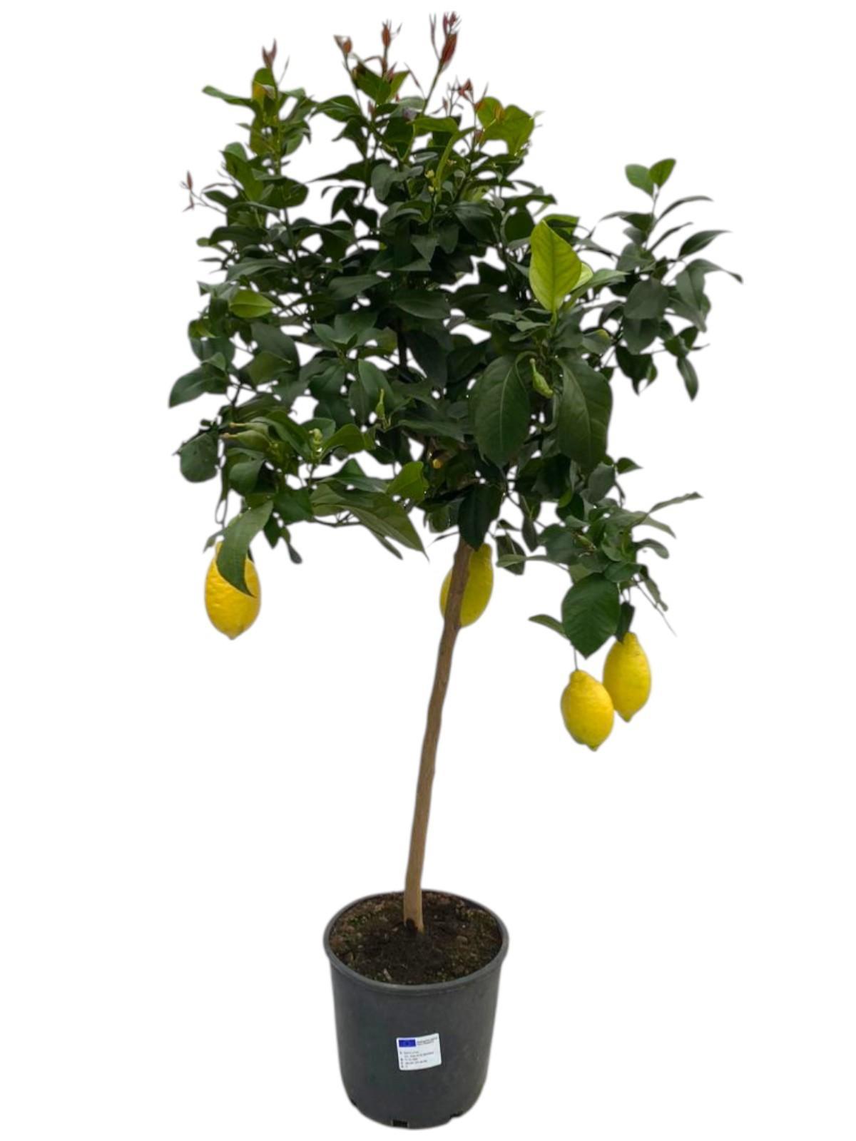 Горшечные цветы и растения оптом Citrus Lemon On Stem от 1шт (для телеги) из Голландии с доставкой по России