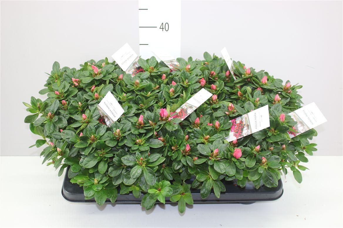 Горшечные цветы и растения оптом Rhododendron Si Vogel Luntera от 8шт из Голландии с доставкой по России