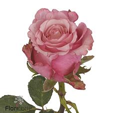 Срезанные цветы оптом Rosa large ramondo от 60шт из Голландии с доставкой по России