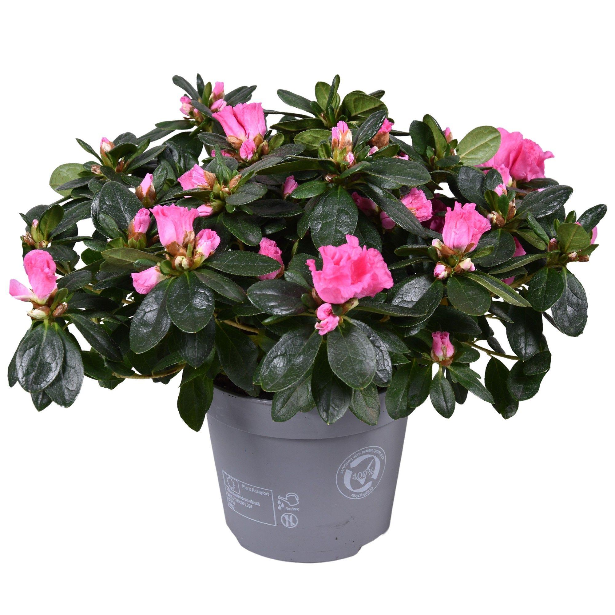 Горшечные цветы и растения оптом Azalea Vogel Pink-fuchia от 6шт из Голландии с доставкой по России