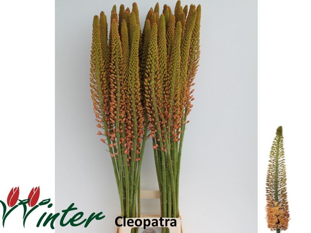 Срезанные цветы оптом Eremurus cleopatra от 40шт из Голландии с доставкой по России